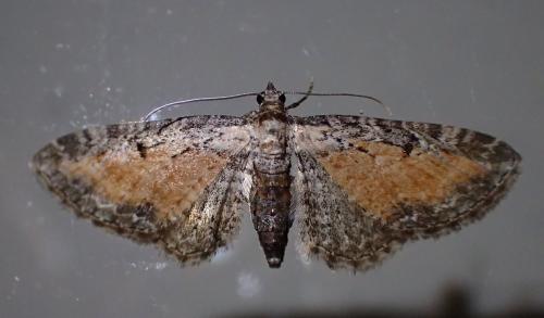 Réf. 304 170 : Eupithecia icterata